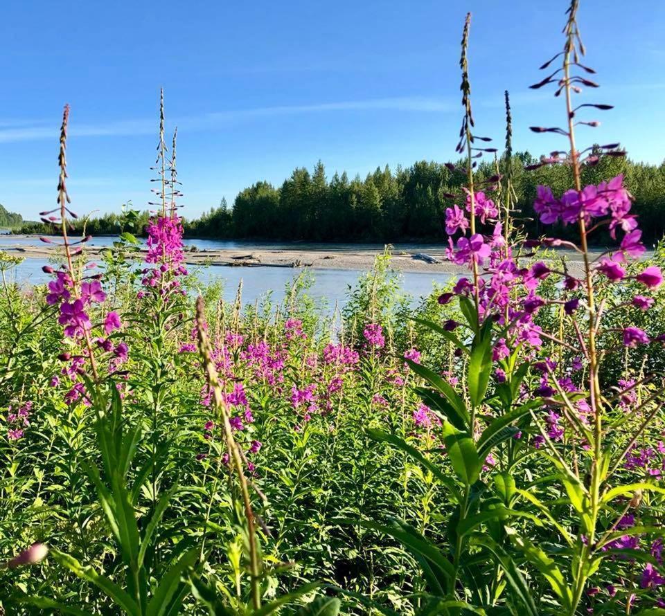 Susitna River Lodging, Riverside Cabins Talkeetna Exteriör bild