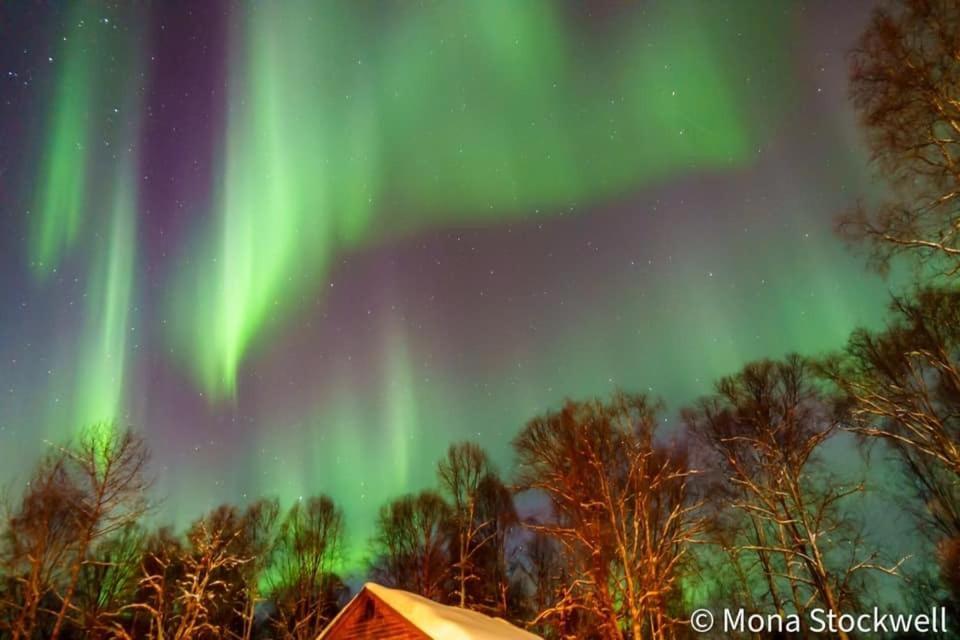 Susitna River Lodging, Riverside Cabins Talkeetna Exteriör bild